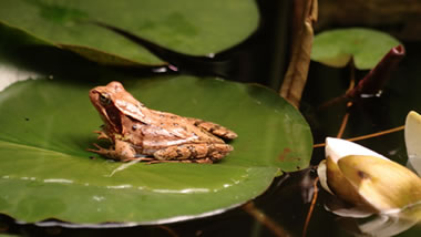 Der Frosch hat schon ein schattiges Plätzchen gefunden