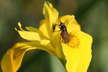 Ein Insekt nascht auf einer Lilie